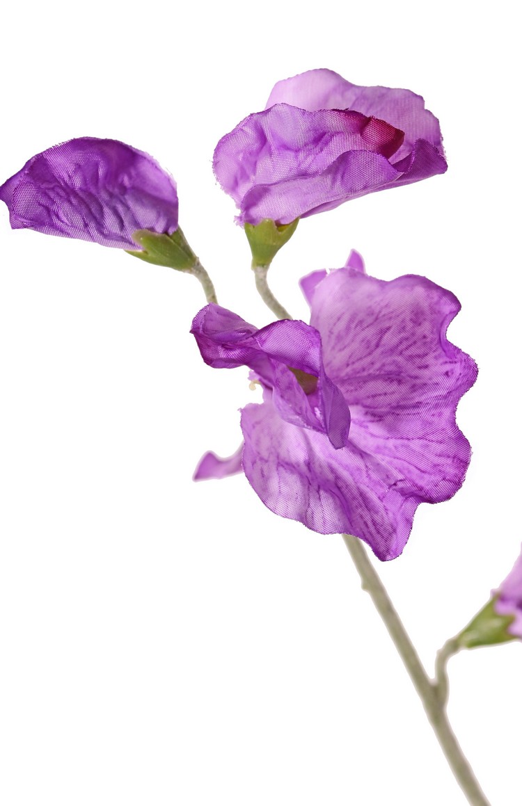 Lathyrus pronkerwt in paars