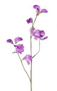 Lathyrus pronkerwt in paars
