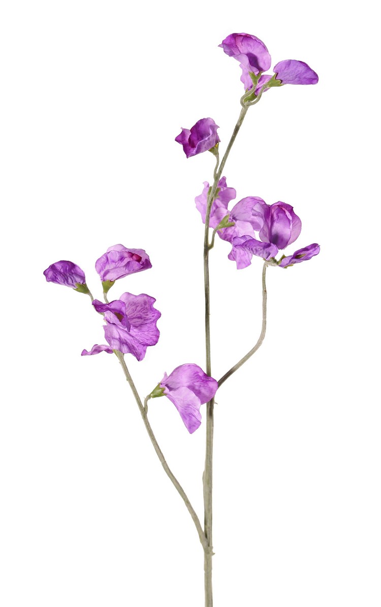 Lathyrus pronkerwt in paars