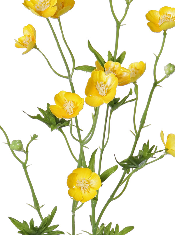 Gele boterbloem shiny