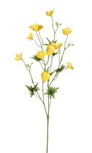 Gele boterbloem shiny