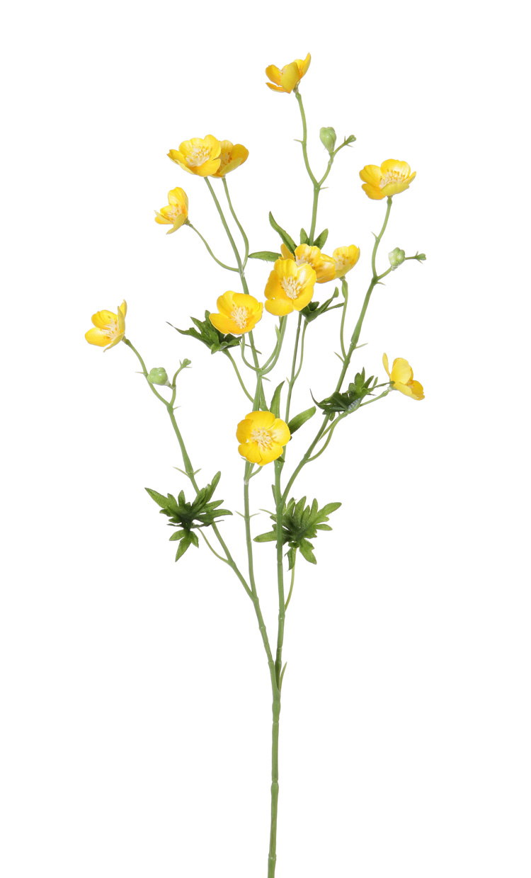Gele boterbloem shiny