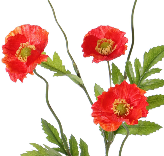 Rode papaver met kleine bloemetjes