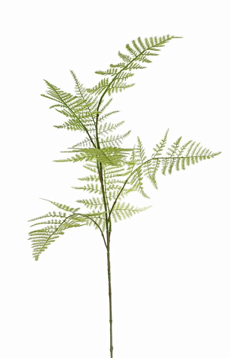 Fris groene asparagus tak H.86cm.