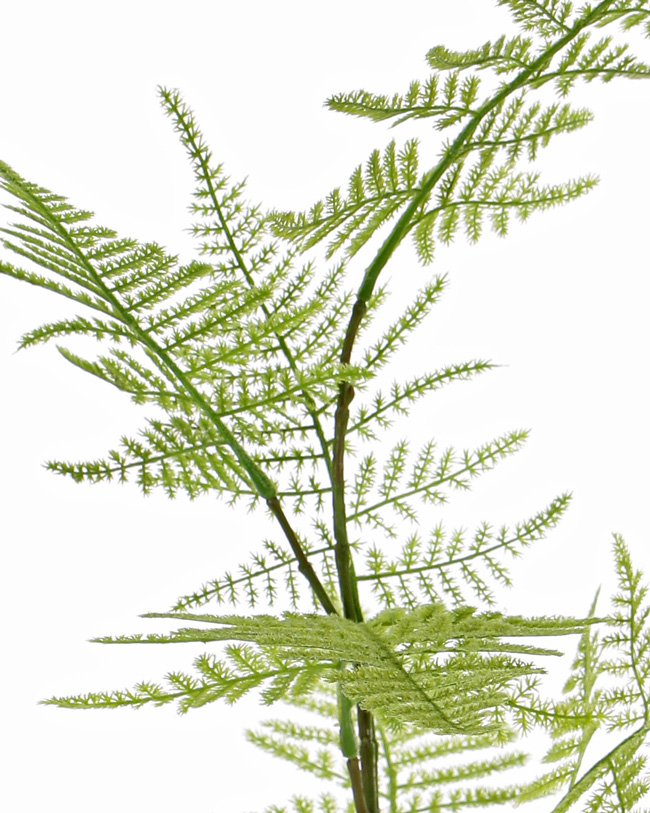 Fris groene asparagus tak H.86cm.
