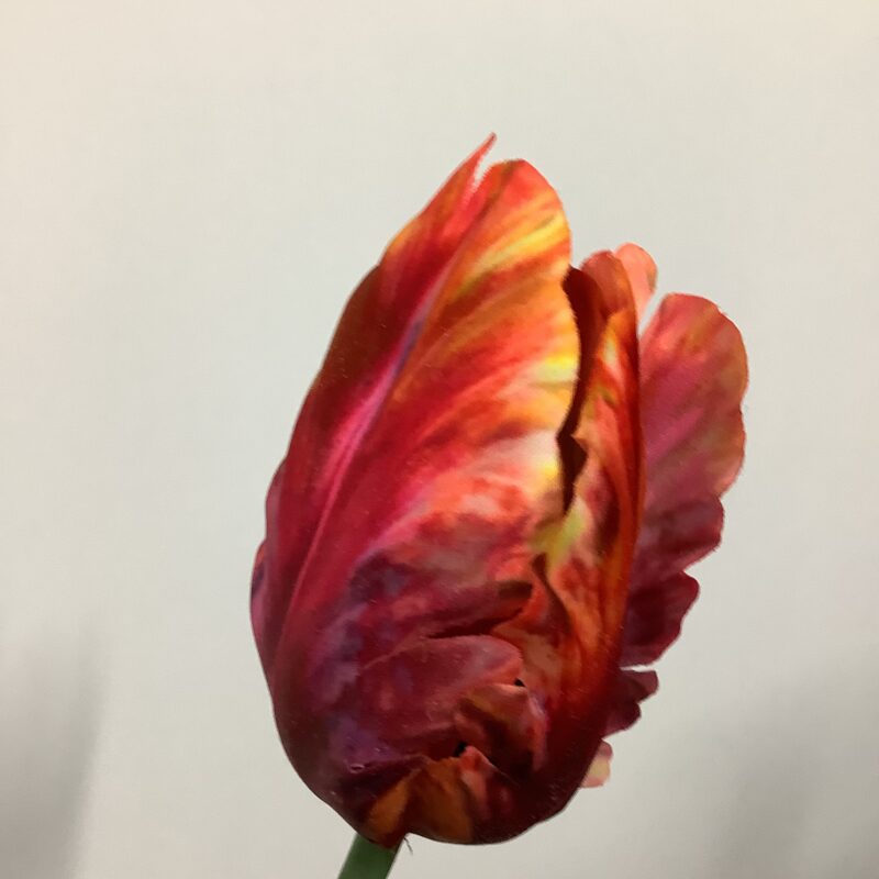 Papegaai tulp in rood/oranje