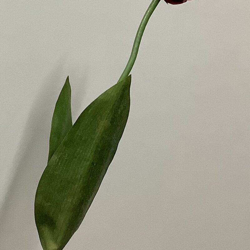 Papegaai tulp in rood/oranje