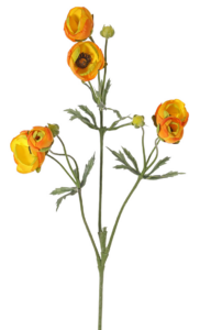 Geel met oranje ranonkel