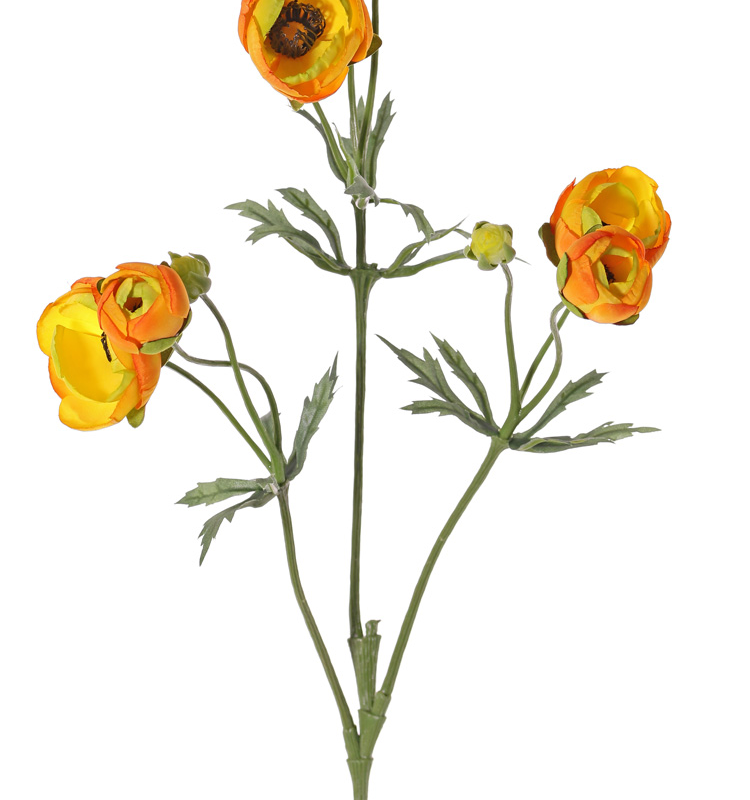 Geel met oranje ranonkel