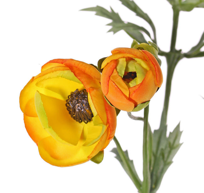Geel met oranje ranonkel